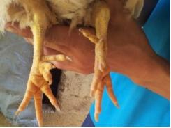 Hiệu quả mô hình nuôi gà 6 ngón ở Hoành Bồ