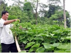 Hiệu quả mô hình trồng su su lấy ngọn ở xã Hồng Thái Tuyên Quang