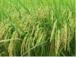 Hỗ trợ nông dân thâm canh lúa thơm chất lượng cao