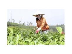 Hỗ trợ tìm kiếm và mở rộng thị trường xuất khẩu chè Oolong