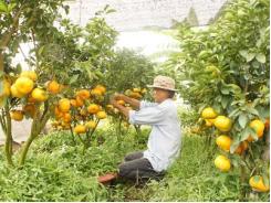 Hơn 5 tỷ đồng hỗ trợ vườn cây ăn trái đặc sản
