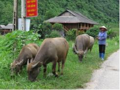 Hướng mới trong phát triển chăn nuôi trâu bò ở Võ Nhai