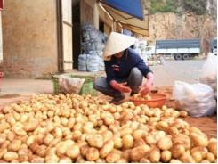 Khó cấm cửa khoai tây Trung Quốc