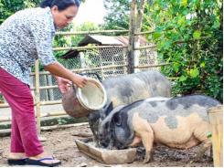 Khó phát triển đàn heo đen