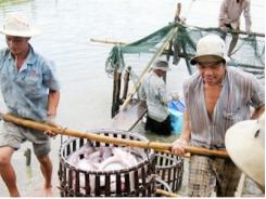 Kinh nghiệm nuôi cá tra sạch, giảm giá thành
