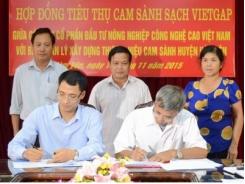 Ký kết hợp đồng tiêu thụ cam sành VietGAP