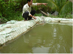 Kỹ thuật ương tôm càng xanh trong ao nổi lót bạt