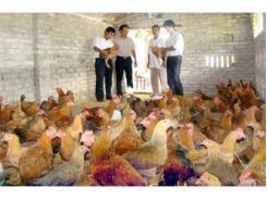 Mô hình chăn nuôi gà đẻ trứng trên nền đệm lót sinh học