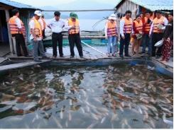 Mô hình nuôi cá lồng bè ở lòng hồ thủy điện Sông Tranh 2 cơ hội giảm nghèo cho người dân miền núi