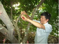 Mô hình trồng cây ca cao xen cây dừa đạt hiệu quả kinh tế cao