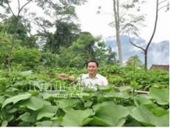 Mô hình trồng su su ở Hồng Thái