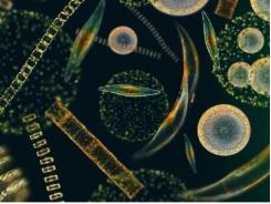Mối liên hệ giữa sức khỏe tôm và biến động quần thể phytoplankton trong các ao nuôi tôm thẻ chân trắng thâm canh - Phần 2