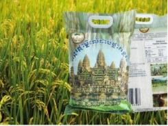 Ngành lúa gạo Campuchia sẽ sụp đổ