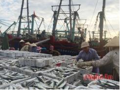 Ngư dân Quỳnh Lưu được mùa cá đốm