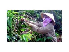 Nhiều người bị rắn lục đuôi đỏ cắn khi thu hoạch cà phê