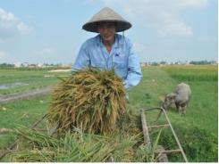 Nông dân Việt xứng đáng trụ cột đất nước