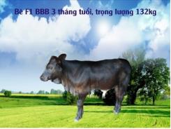 Nuôi bò khổng lồ thức ăn cho bò