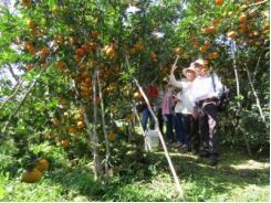 Phấn đấu tăng diện tích vườn cây ăn trái lên 27.700 ha