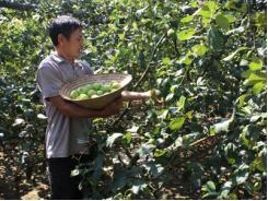 Phát triển kinh tế từ giống táo Thái Lan 