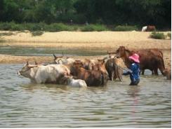 Phú Lạc phát triển chăn nuôi bò