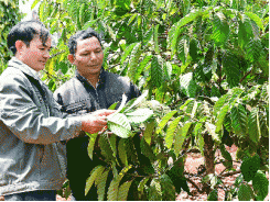 Tái cơ cấu ngành nông nghiệp ở Tây Nguyên cần sự bền vững cho những vườn cà phê Tái canh vườn cà phê già cỗi