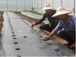 Tái cơ cấu nông nghiệp khởi sắc nhờ công nghệ Nhật Bản