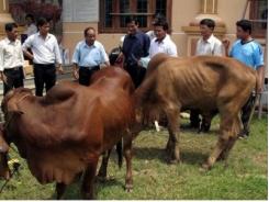Tập đoàn Vingroup tặng hộ nghèo, cận nghèo ở Hoài Nhơn 92 con bê giống