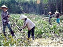 Thu hoạch gần 84 ha rừng trồng kinh tế