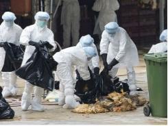 Tiêu hủy trên 5.300 gia cầm nhiễm cúm A/H5N1