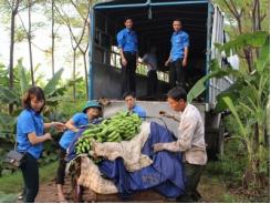 Tỉnh đoàn hỗ trợ nông dân Yên Lạc tiêu thụ 30 tấn chuối tiêu hồng