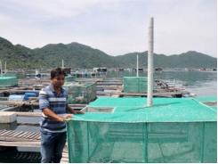 Toàn tỉnh Khánh Hòa có hơn 23.300 lồng nuôi tôm hùm
