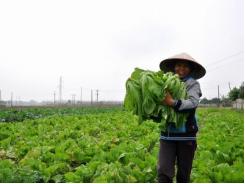 Trang trại làm đầu tàu kéo nông nghiệp đi lên