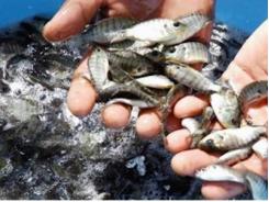 Ứng dụng công nghệ biofloc trong nuôi thâm canh cá rô phi
