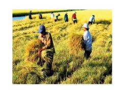 Việt Nam tự hào xuất khẩu nông sản hàng đầu thế giới, giá trị tạo ra thực chất được bao nhiêu