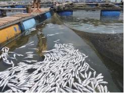 Vụ nước sông ô nhiễm làm cá bè chết hàng loạt các doanh nghiệp lại chối bỏ trách nhiệm