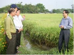 Xây dựng và phát triển cánh đồng lớn ở ĐBSCL Khởi đầu cho một mô hình nông nghiệp lớn