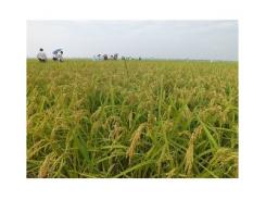 Doanh nghiệp kiến nghị bỏ quota xuất khẩu gạo lúc lỏng lẻo lúc lại hà khắc quá