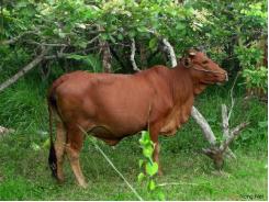 Lợi ích và các phương pháp chăn nuôi bò thịt