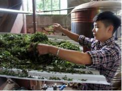 “Đánh thức” Tu Mơ Rông bằng cây dược liệu