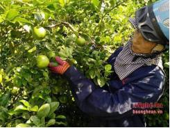 Ồ ạt mở rộng diện tích, người dân trồng chanh chịu cảnh rớt giá