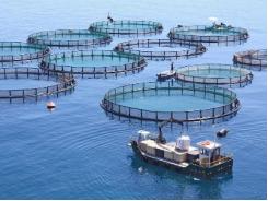 Aquaculture Health Issues The Role of Biosecurity and Biotechnology