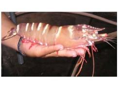 Vibriosis in Shrimp Aquaculture