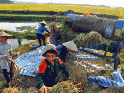 Sản xuất lúa theo VietGAP, nông dân hưởng lợi kép
