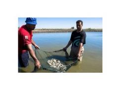 Zambia Needs to Formulate Aquaculture Policy, says Research Group