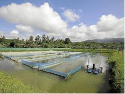 Nitrite problem in Freshwater Fish Aquaculture
