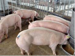 Một số giống lợn nuôi thịt phổ biến ở nước ta