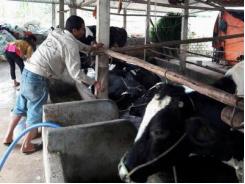 8X nuôi bò sữa, mỗi năm thu nhập hơn 500 triệu đồng