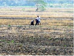 Plan to protect rice crops from drought