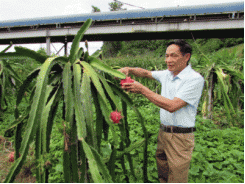 “Vinh điên” - tỷ phú mê trồng cây trái ở bản sâu