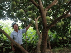 Nông dân xứ Tuyên bội thu mùa bưởi